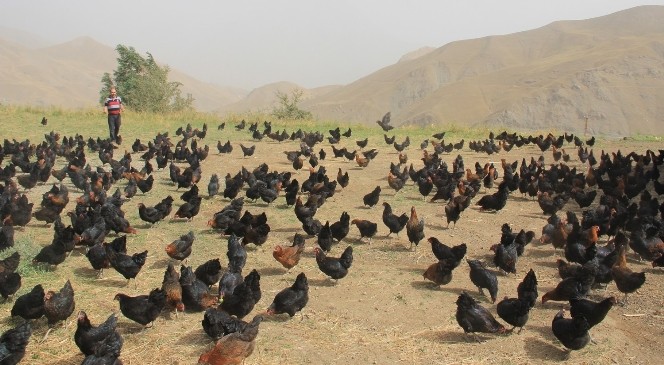 Hakkari’de ilk defa doğal tavuk çiftliği açıldı