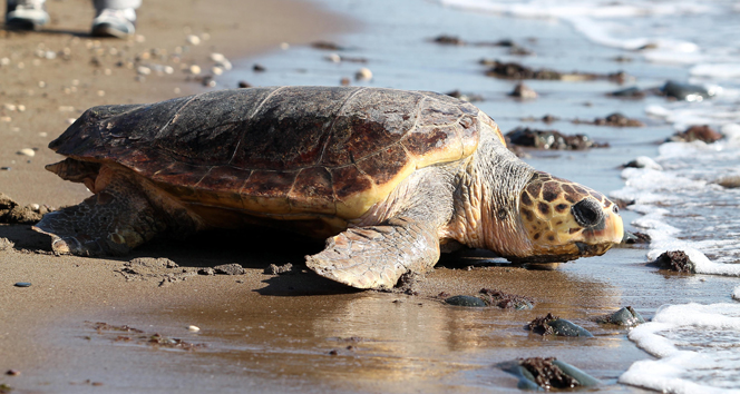 Deniz kaplumbağalarının doğasını insanlar bozuyor