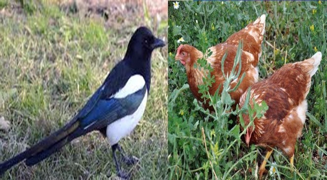 İlçe halkı saksağan nöbetinde