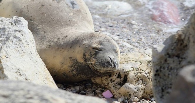 Akdeniz foklarını rahatsız etmek resmen yasaklandı