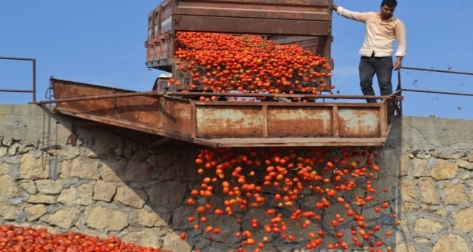 Bigadiç’de salçalık domates hasadı başladı