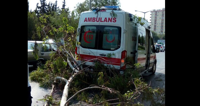 Şiddet gören kadını taşıyan ambulansın üzerine ağaç devrildi