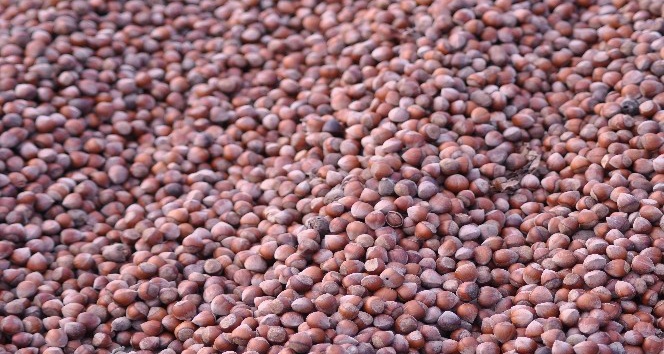 Üreticinin gözü kulağı fındık fiyatlarında