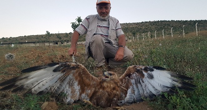 Kelkit’te yaralı kartal bulundu