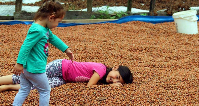 Üreticinin harmanda fındık nöbeti