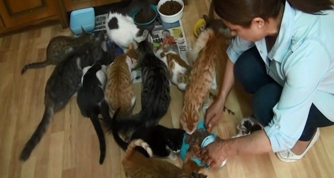 Asgari ücretli kadın evinde 66 kedi besliyor