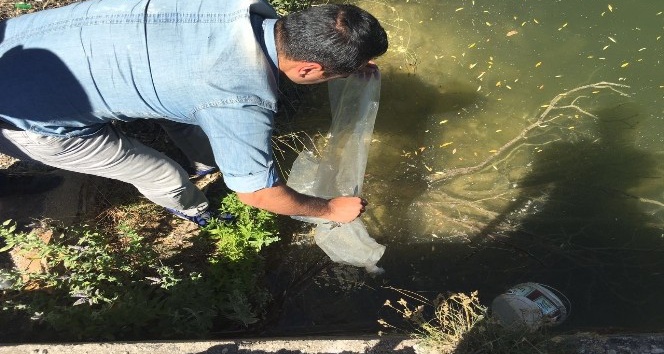 Akçakışla Göletine 10 bin adet yavru sazan bırakıldı