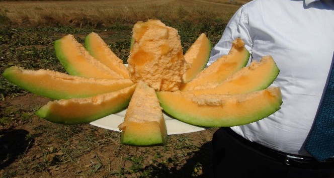 Yozgat’ta yetişen muz tadındaki kavunun hasadı başladı