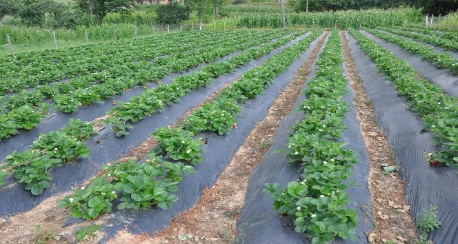 Gümüşhane’de çiftçilere çilek fidesi dağıtımı yapıldı