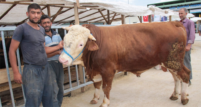 1 tonluk "Paşa" adlı dana 17 bin TL’ye alıcı bekliyor