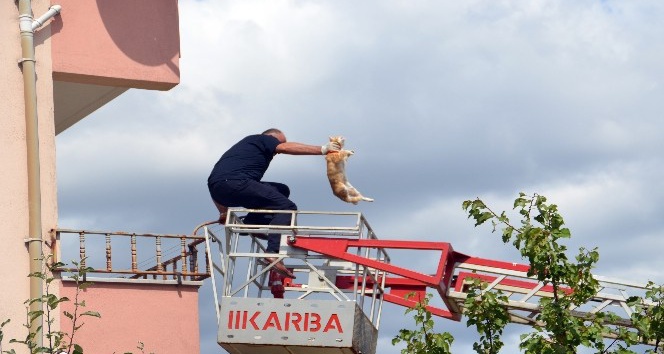 (Özel Haber) Mahsur kalan kedi itfaiye operasyonuyla kurtarıldı