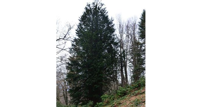 En yaşlı porsuk ağacının bulunduğu alan tabiat anıtı ilan edildi