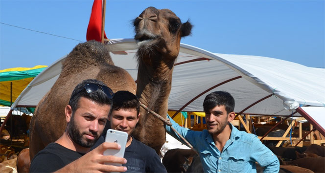 Arap turistler için kurbanlık deve getirdiler