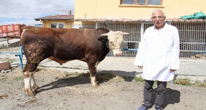 Kurban alırken kulak küpelerinin olup olmadığı kontrol edilmesi gerekiyor