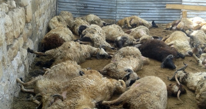 Kurtlar 68 kurbanlık koçu telef etti