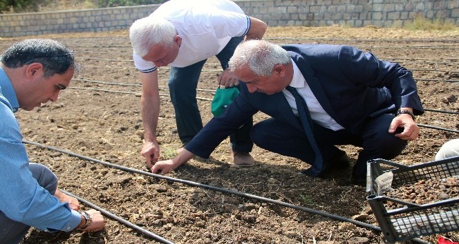 Akdağmadeni ilçesinde salep yetiştiriciliği için ilk salep ekimi yapıldı
