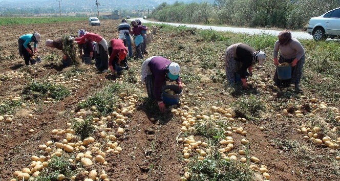 Patates ve soğan’da verimin yüksek olması çiftçinin yüzünü güldürüyor