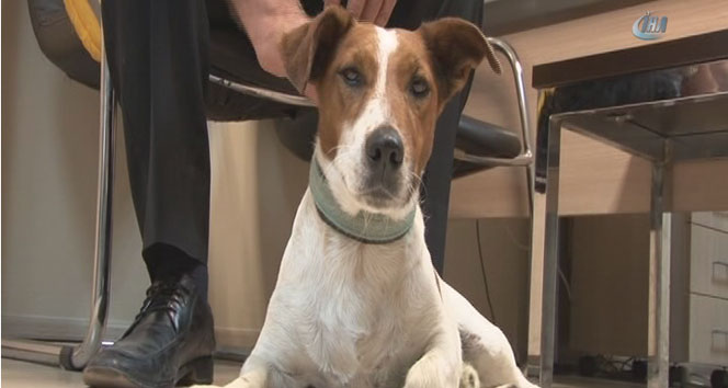 Havalimanı apronunda kaybolan köpek ekipleri alarma geçirdi