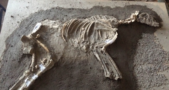 2700 yıllık köpek iskeleti sergilenecek