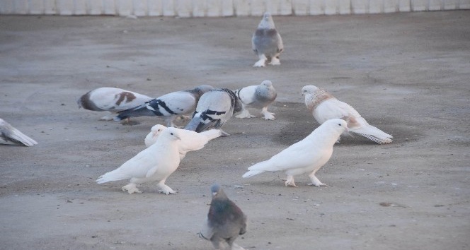 Türkiye’de bir ilk, Diyarbakır’da güvercinler için otel kuruldu