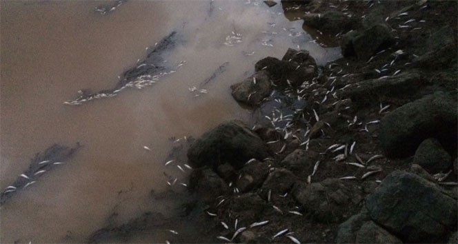 Sulama kanalında balıklar kıyıya vurdu