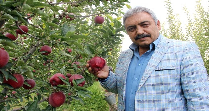 Karaman’da elma hasadı buruk başladı