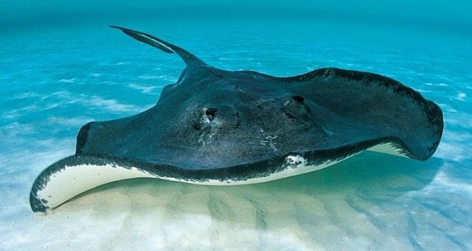 Görünmeyen tehlike ’Dikenli Vatoz’ AquaVega’da