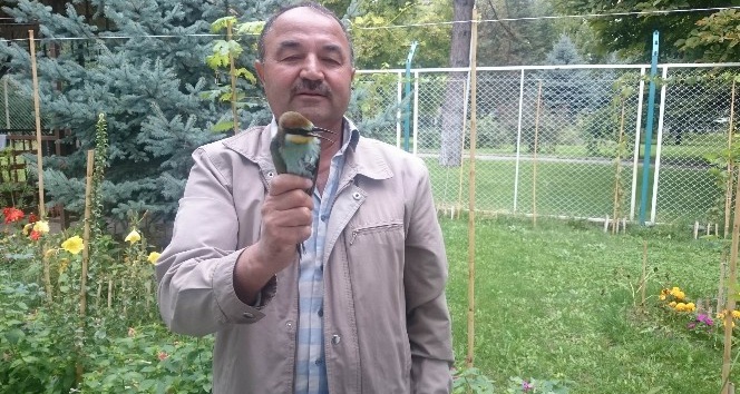 Yaralı arı kuşuna Erciyes Üniversitesi sahip çıktı