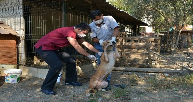 Konyaaltı Belediyesi’nden ölüme terk edilen köpeklere yardım eli
