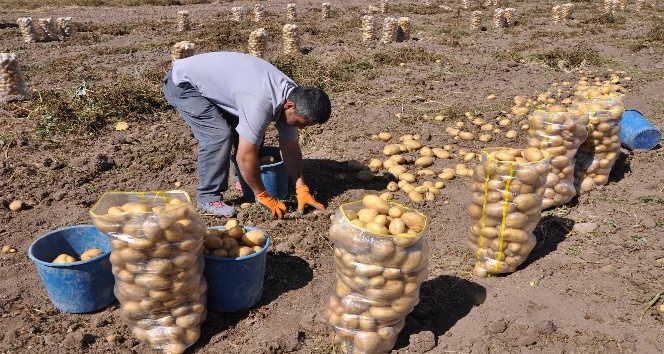 Alternatif ürün kapsamında ekilen patates hasadına başlandı