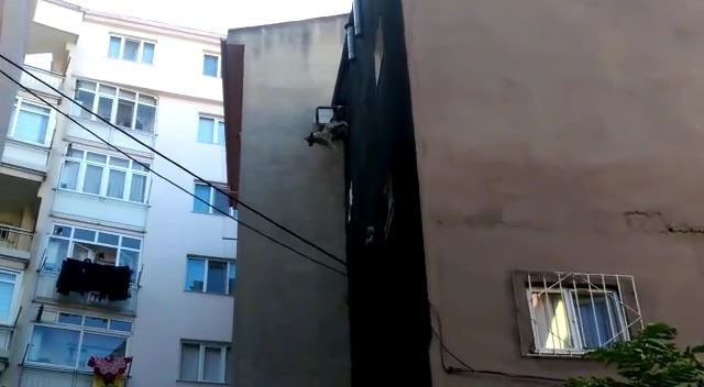 Çatıdan atlayan köpekten sevindirici haber