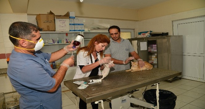 Hayvan Bakımevi Merkezi’nde 921 hayvan ameliyat edildi
