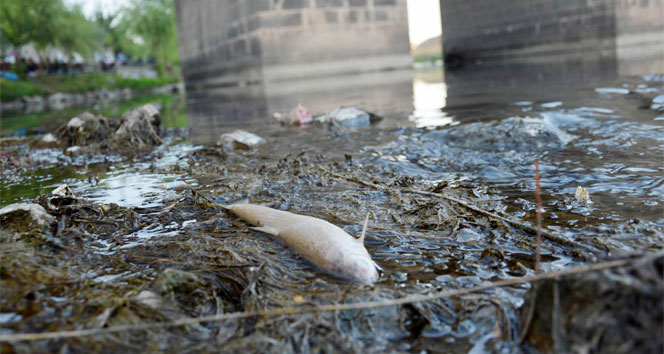 Tarihi On Gözlü Köprü’de toplu balık ölümleri