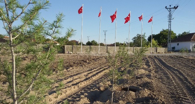 Şefaatli Alifakılı Köylüleri 15 Temmuz Şehitler Hatıra Ormanı oluşturdu