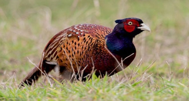 Samsun’da 147 endemik bitki ile 1 endemik memeli tespit edildi