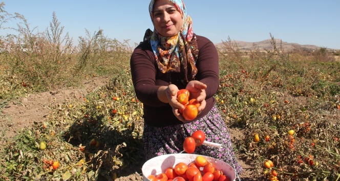 Türkiye&#039;de bir ilk, çiftçi kadınlar domatesten un yaptı