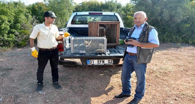 Yaralı tilki tedavisinin ardından doğaya salındı