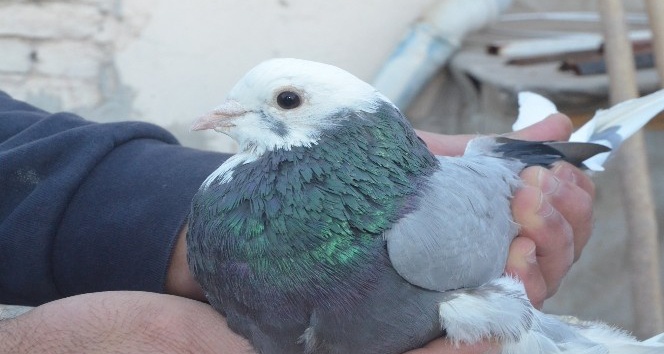 Araba fiyatına bir çift güvercin