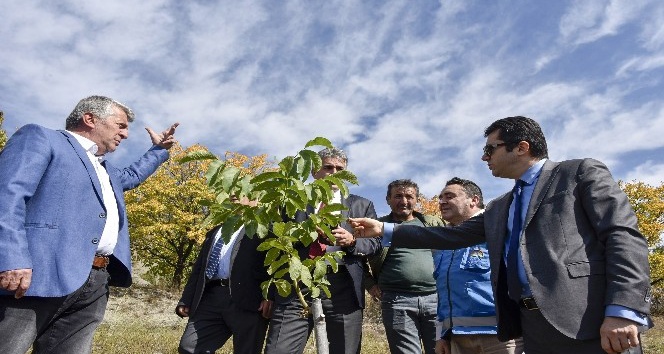 Gümüşhane’nin ceviz seferberliği başladı