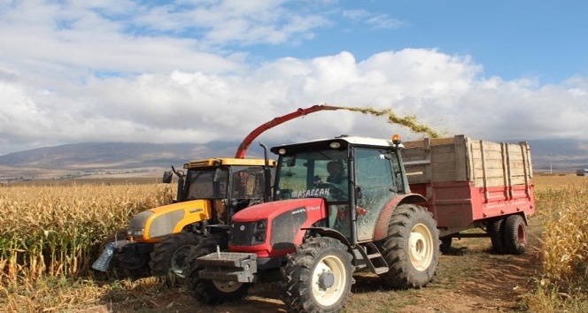 Kelkit’te silajlık mısır hasadı tamamlandı