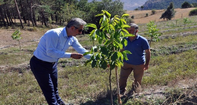 Gümüşhane’de yıllarca yanlış tür ceviz dikilmiş