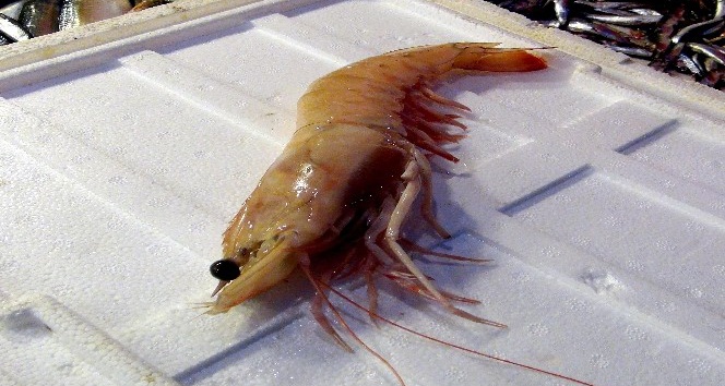 (Özel Haber) Türkiye’de denizden çıkan en büyük karides görenleri şaşırtıyor