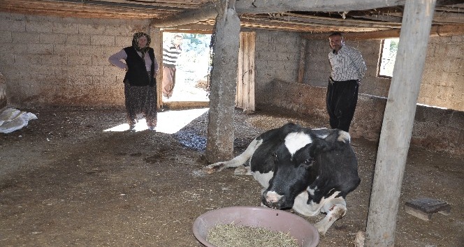 2 gün yol açıp ineği kurtardılar