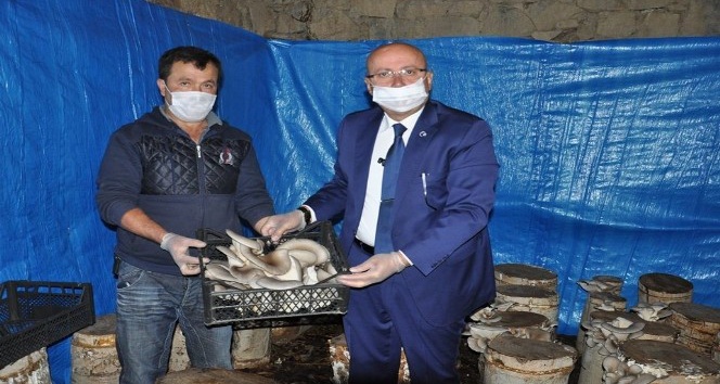 Sarıveliler’de istiridye mantarı hasadı başladı