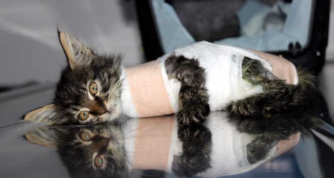 Otomobilin ezdiği yavru kedi protez bacakla yürüyecek