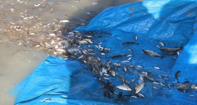 Cip Barajı’na 100 bin balık bırakıldı