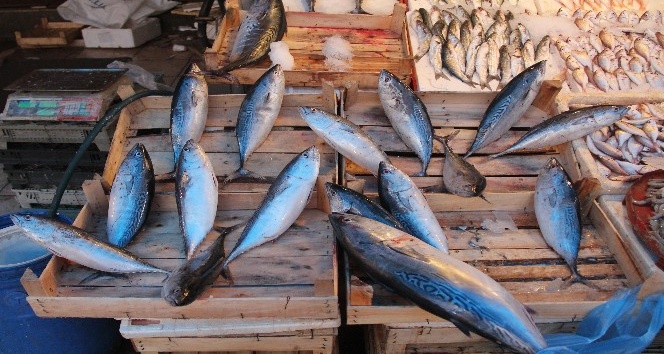 Köpek balıklarından kaçan dev palamutlar Akdeniz’de