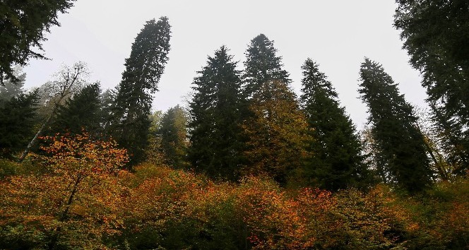 Örümcek Ormanları’nda sonbahar renkleri