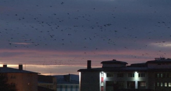 Erzurum’da yüksek kesimlere kar düşmesiyle kuşların da göçü başladı