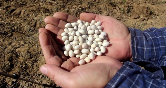 Köse fasülyesi İspir Fasülyesi’ne rakip